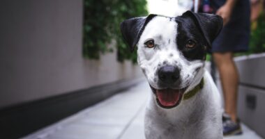 Photo Dog, Lick mat